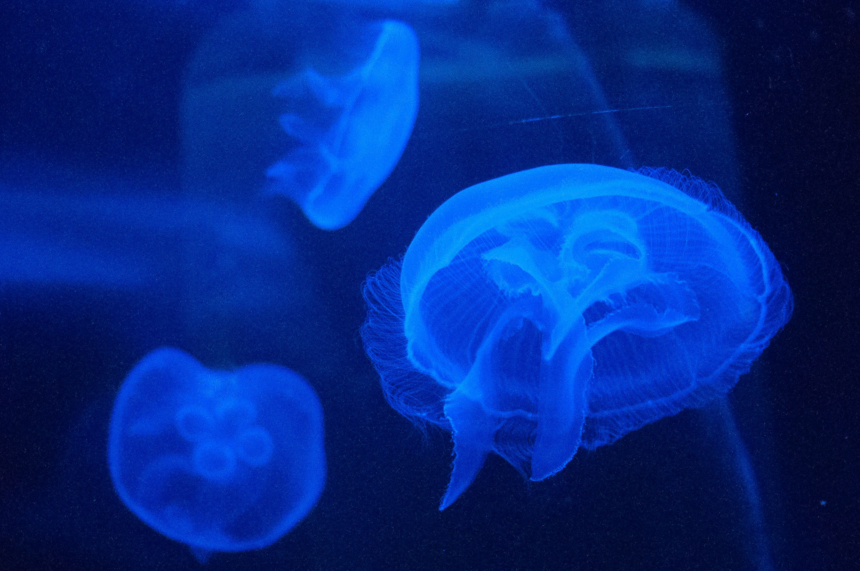 Neuropsychiatry & Mental Health 2025